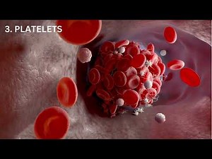 CONNECTIVE TISSUE AND TYPES #education #science #tissue #anatomy #educationalvideos #biology