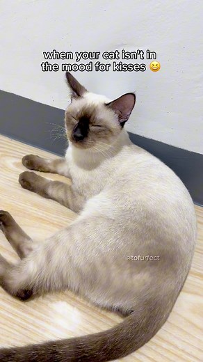 so grumpy lately ☹️ when your cat hates kisses 😆 #catreels #funnycats #catkiss #siamesecat #catvideos #catsoffacebook #catsoffb #cute | TOFU