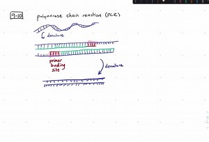 SOLVED:(A) Real-time polymerase chain reaction (qPCR). Real-time polymerase chain reaction, also called quantitative polymerase chain reaction (qPCR), is a laboratory technique for exponential amplification and quantification of short DNA sequences. A qPCR experiment was undertaken to compare the gene expression levels from two different plant lines ("wild type" and "runt"). The fluorescence level is registered at 45 cycles and normalized so the maximum is 100 %. The researchers wish to use the 