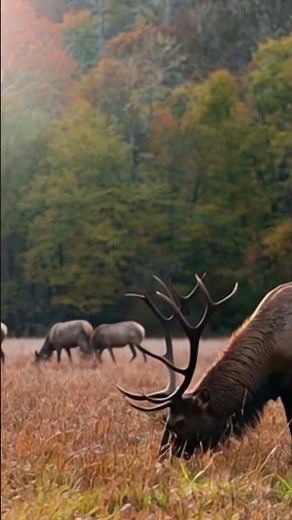 Great Smoky Mtns National Park #travel #nationalparks #nature