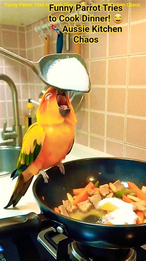 Funny Parrot Tries to Cook Dinner! 😂🦜 Aussie Kitchen Chaos #shorts#funnyparrot #parrot #bird #ai
