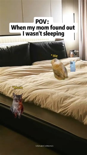Ultimate Cat Memes on Instagram: "Late night sleeping🤣😅 Cat Memes🐱 Follow @ultimatecatmemes_ for more❤ . . #catmemes #relatable #funny #shorts #reels #cat #cats #catsagram #foryoupage #foryou #explore #explorepage #funnymemes #memes #instagrammemes #funnyvideos #funnycats #fyp #relationship #relatablememes #storytime #reelsvideo #reelsinstagram #trendingreels #contentcreator #asia #memepage #viralreels #viral #comedy"