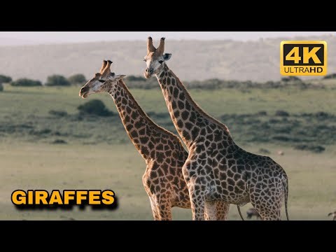 Graceful Giants - GIRAFFES DocumentaryFilm in 4K UHD - Incredible Wildlife of Africa