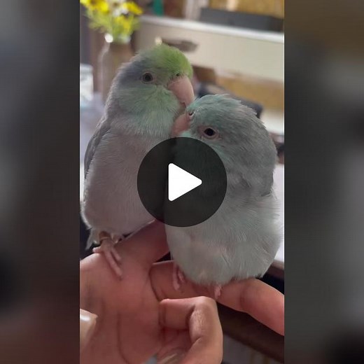 Cute Parakeets Interacting in a Domestic Setting