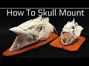 How To: Fish Skull Taxidermy Intro