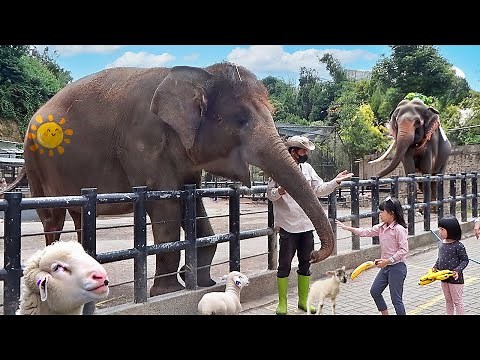 Kasih Makan Gajah, Domba dan Naik Kuda di Kebun Binatang Anak