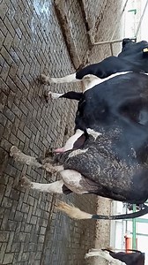 6.3K views · 128 reactions | 45.Litter milk par day. #Say_MashaAllah | Dairy projects | Facebook