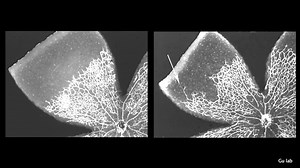 Building Blood Vessels