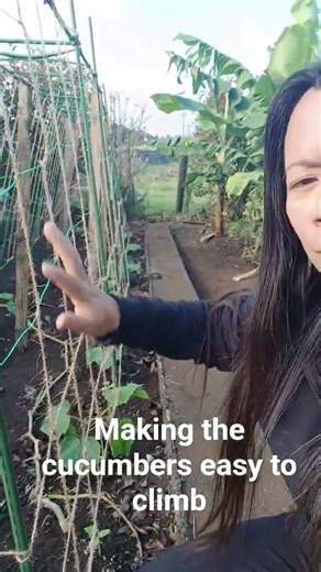 fastest way to the cucumbers climb!!