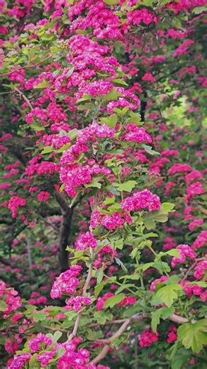 Hawthorn tree (scarlet), Barnet, London, May 2025