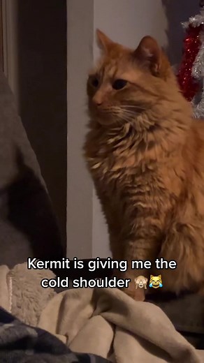 Kermit Cat Dad Moment: Cold Shoulder Funny Reaction