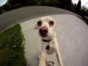 Torkie - Best dog EVARRR! Italian-Greyhound, Chihuahua Mix.