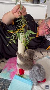 Adorable Baby Koala Makes Its First Attempt at Climbing