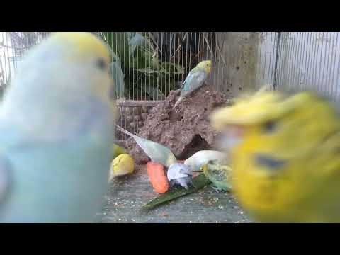 💤 Natural Budgie Sounds + Rare Colors = Magic