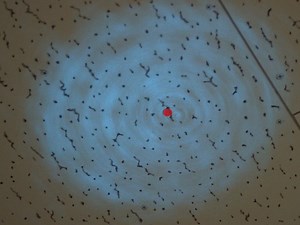 Real-time Imaging of Plant Cell Surface Dynamics with Variable-angle Epifluorescence Microscopy