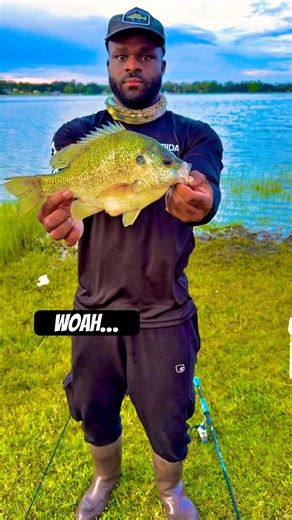 YALL EVER SEEN A BIGGER SHELLY??? #fyp #shellcracker #fishing