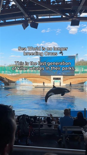 🫍 When those whales eventually pass away, SeaWorld will no longer have orcas!… #seaworld
