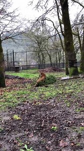 23K views · 756 reactions | Our tiger girls are very excited that Christmas is over because it means they get to play with all the left over Christmas trees that get donated to the park. This is such fun enrichment for all the animals at the park. | Wildlife Safari | Facebook