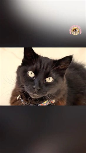 Cat loading… processing… 🐱🤖