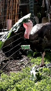 Husband's Hilarious Turkey Trick During Thanksgiving Prep! 🦃😆 | Quick Line Comedy