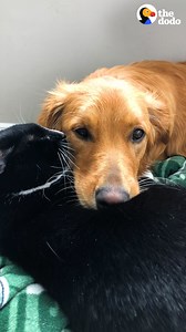 5.9M views · 70K reactions | Cat has some very strong opinions about the THING mom brought home  | The Dodo | Facebook