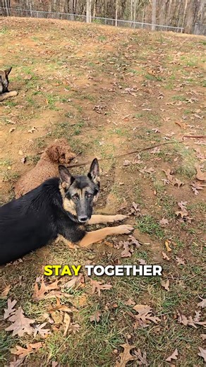 Training changes the moment you step outside. The energy jumps, the distractions double, and both big and small dogs react differently. Teach tolerance in both places. Whatever you practice inside, repeat outside so your dog learns the behavior, not the location. Consistency builds confidence. Repetition builds good listeners. | Dog Training with Jack