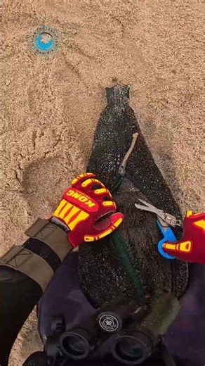 No Safe Space Left for Seals #shorts