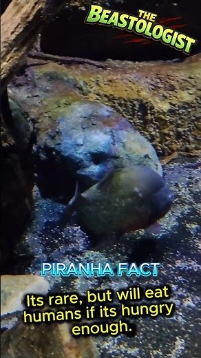 Piranha: The River’s Sharp-Toothed Predator 🐟⚡ #fishtok #fishcore #fishfacts