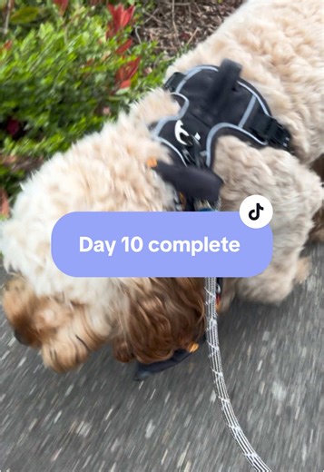 Day 10 of Dog Walking Challenge: Teddy Cam Adventures