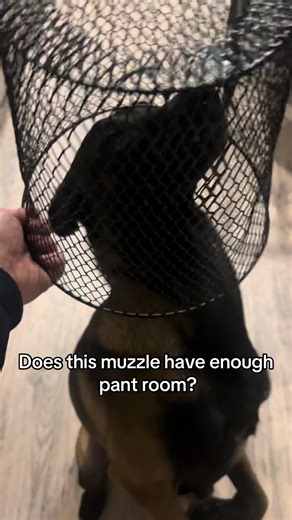 Essential Muzzle Training for Belgian Malinois Dogs