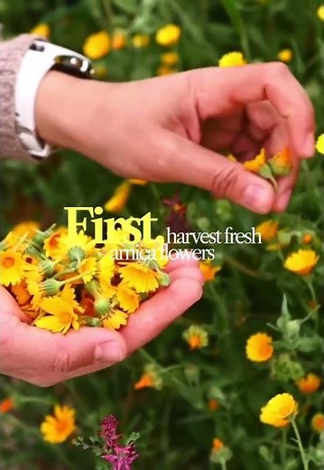 Benefits of arnica oil & how to make arnica oil at home | why to use arnica oil | DIY arnica oil