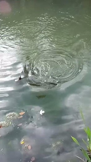 გიჟი კალმახი #თევზაობა #tevzaoba #fishing #fishingvideo #nadiroba #field #ველი