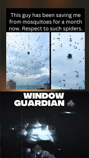 Window Guardian 🕷️ #memes #funny #shorts