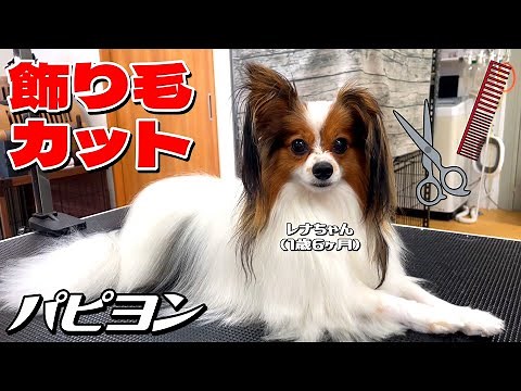 【飾り毛カットで超スッキリ！】パピヨン・レナちゃん1歳6ヶ月 #papillon #パピヨン #トリミング
