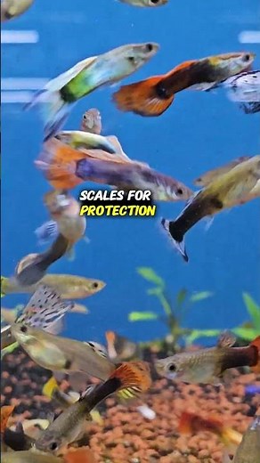 Bony Fish Facts | Amazing Aquatic Animals