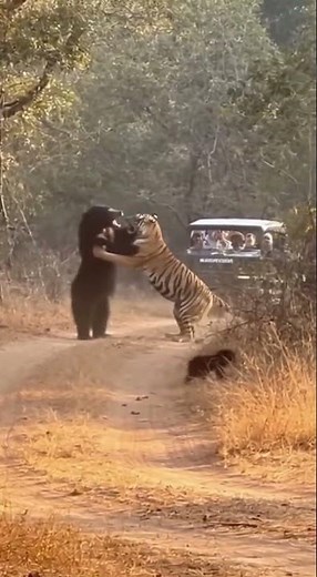 Tiger vs Bear Fight in Indian National Park — Rare Wild Clash! #lion #tiger