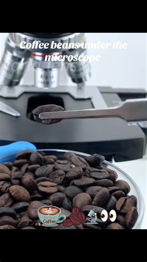 Coffee beans 🫘🔬#creatorsearchinsight2026 #microscope #현미경 #fup #coffebean