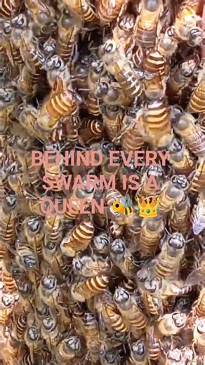 Close-Up View of a Massive Bee Swarm! 🐝🔥
