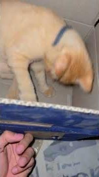 A very beautiful and fun game for cats 🥰| Try it with your cats