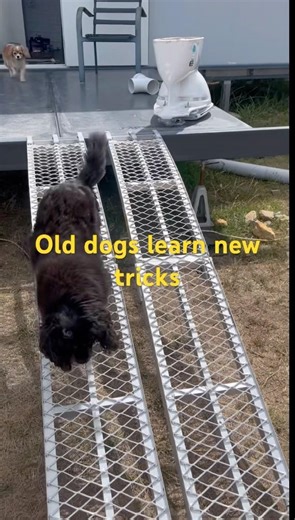Old dogs learn new tricks