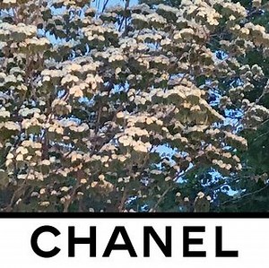 CHANEL FALL WINTER 2020 TEASER MOVIE