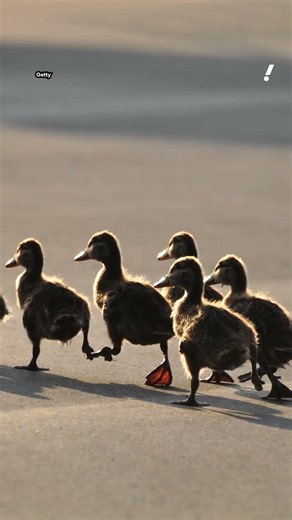 Aussie brothers' heroic act after witnessing 'distressing' scene during scorching day | #yahoonewsau
