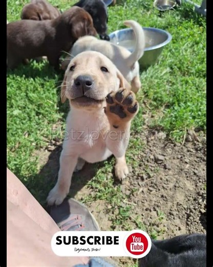 🐾 Yellow 3 – Adorable Male Labrador Retriever Puppy