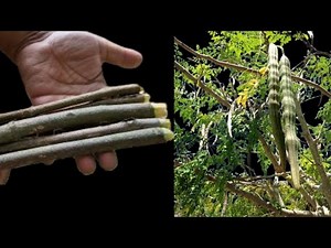 Grow Maringa From Cutting ll How To Grow a Moringa Tree From Cutting ll Maringa