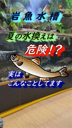 【渓流魚飼育（イワナ飼育）】夏の水換えは危険！？実はこんなことをしてます #渓流#イワナ#日本淡水魚#アクアリウム#水槽#飼育