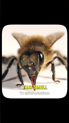 The Military Is Now Training Bees… And It Actually Works! 🐝