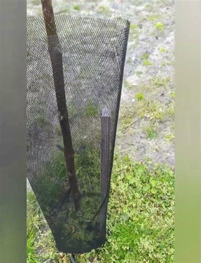 Protecting paulownia trees from deer #paulownia #paulownia_energy