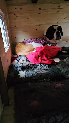 Unsere alte Hundehütte hat ein neues Leben bekommen – frisch renoviert, warm isoliert und bereit für gemütliche Bernhardiner-Träume. Hier wird ab jetzt königlich geschnarcht! 💞 | Bernhardiner vom Rinkenbergerhof