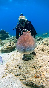 Such clever creatures 🐙 | Furry Tails