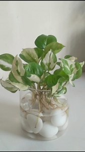 9K views · 270 reactions | N-Joy Pothos Decoration... . . . . . . . . . #njoypothos #njoypothoslovers #plantofinstagram #instadaily #reeloftheday❤️ #plantdecor #homeplant #fyp #instacreator #exploreplant #gardening #instagood #reelkarofeelkaro♥️ #trendingnow #trendingsongs❤️❤️❤️❤️樂狼珞 #plantmom #plantjournal #plantitasandplantitos #reelsfacebook #reelsfypシ゚ #reelsph #crazyplantpeople #viralreelsongs #greenlove | Rupa Sheth | Facebook